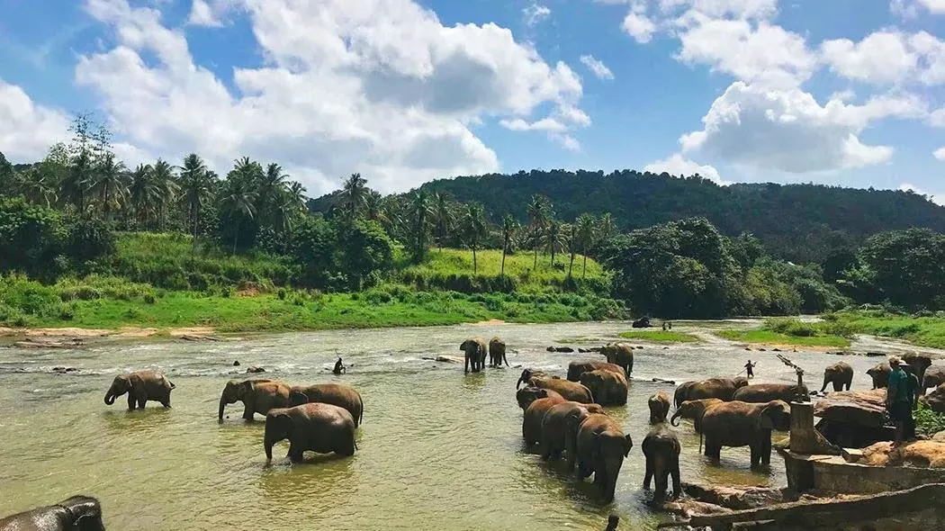 estiacoholidays Srilanka travel