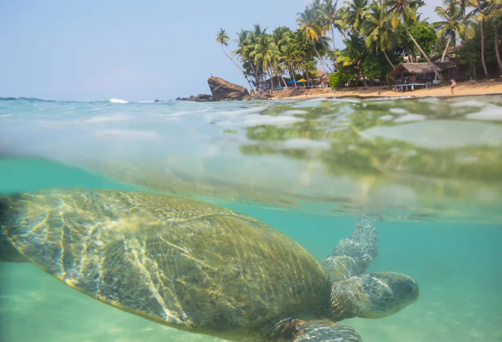 estiacoholidays Srilanka travel