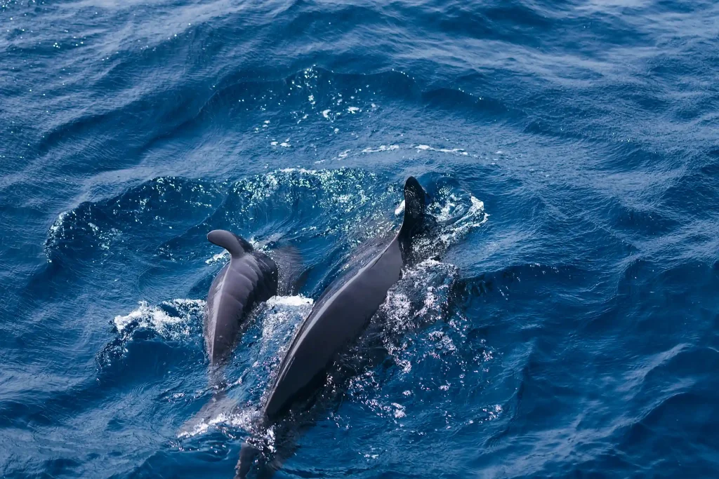 estiacoholidays Srilanka travel