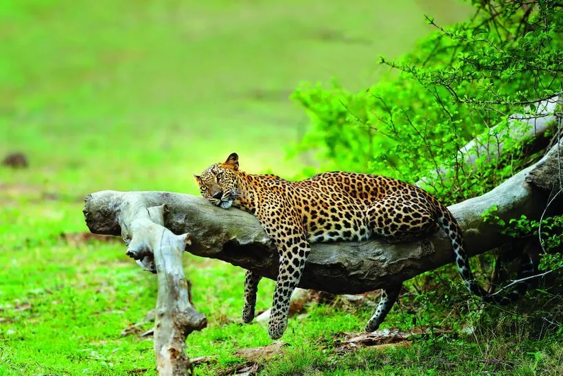 About Sri Lanka 13 leopard