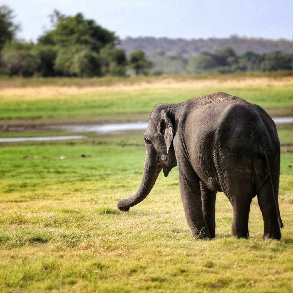 minneriya-national-park