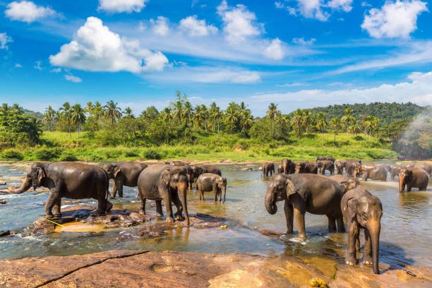 elephants at the river in Sri Lanka
