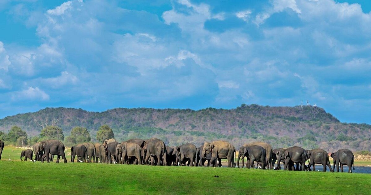 minneriya-national-park