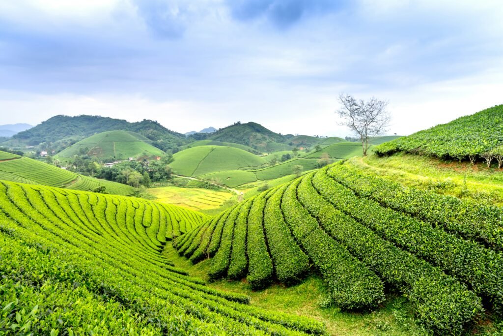 Lush green tea plantations in Sri Lanka hill country near Nuwara Eliya on a scenic private tour